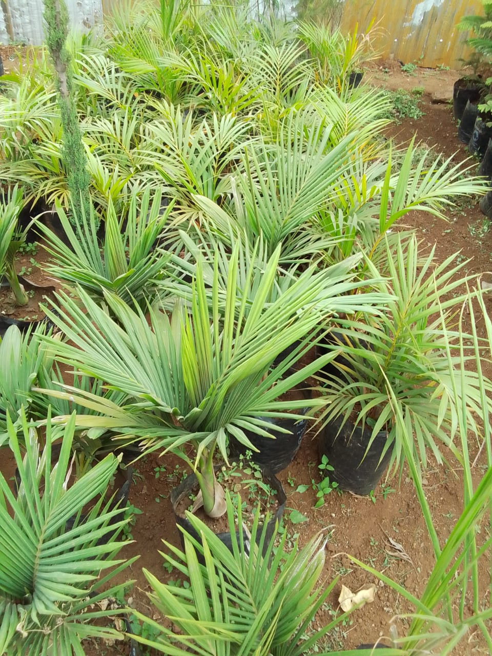 Areca Palm
